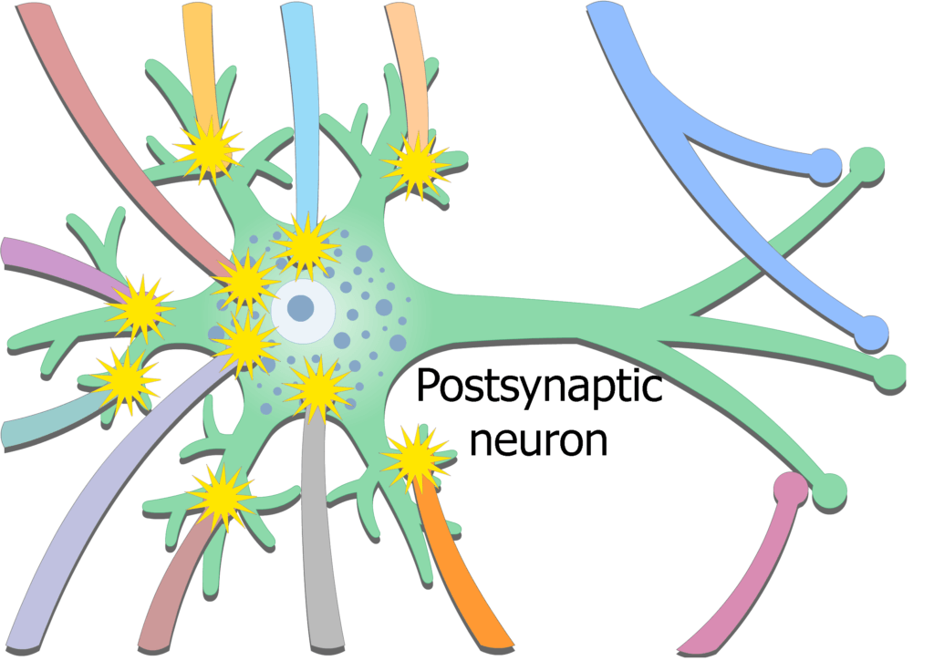 An image showing the exciting potential coming from presynaptic neurons then stimulating postsynaptic neuron