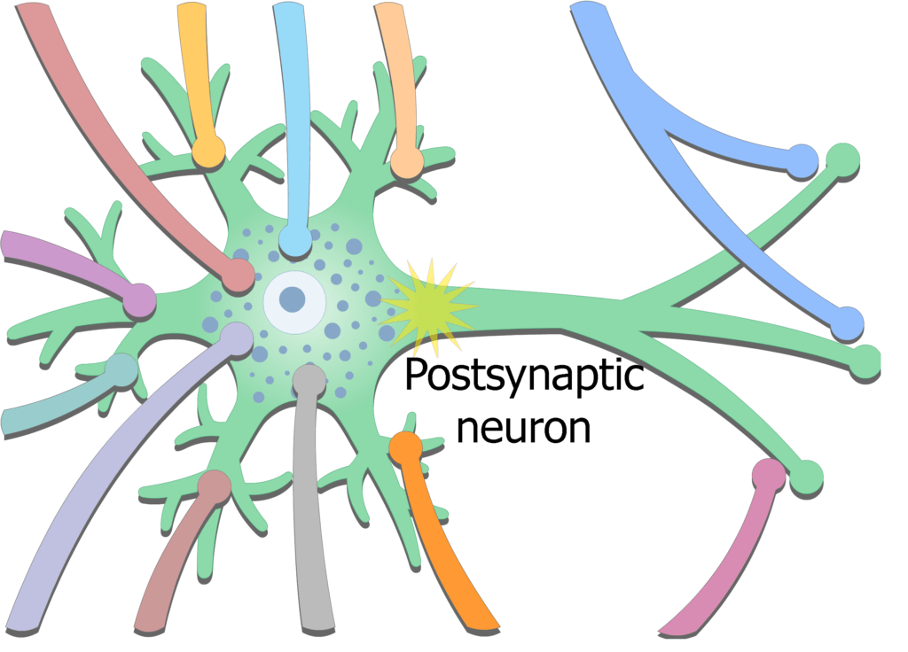 An image showing the exciting potential coming from presynaptic neurons then stimulating postsynaptic neuron generating new action potential in the postsynaptic neuron