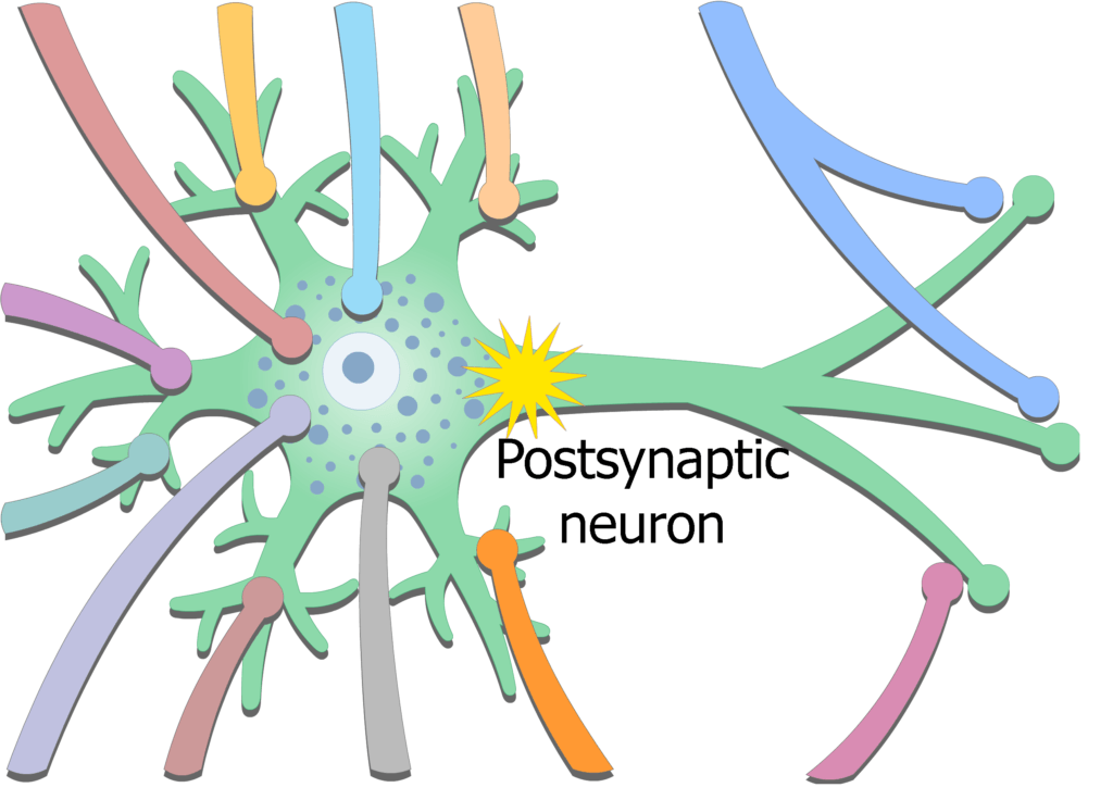 An image showing the exciting potential coming from presynaptic neurons then stimulating postsynaptic neuron generating new action potential in the postsynaptic neuron