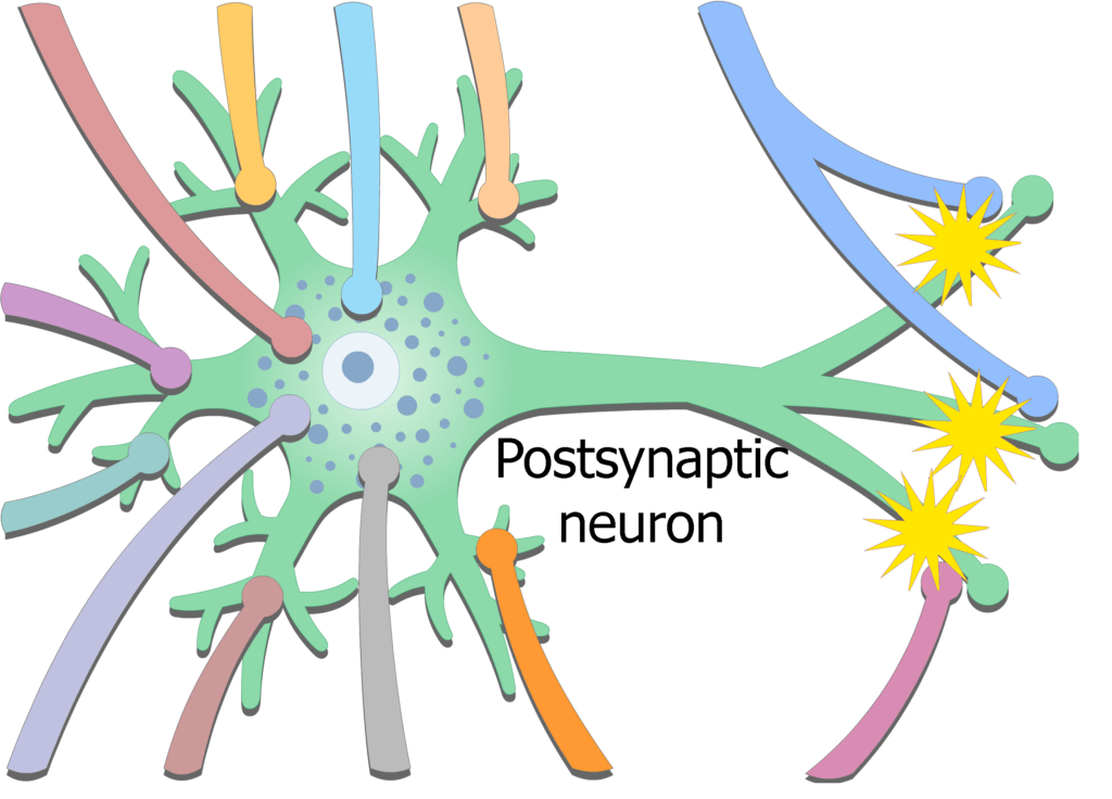 An image showing the exciting potential coming from presynaptic neurons then stimulating postsynaptic neuron generating new action potential in the postsynaptic neuron