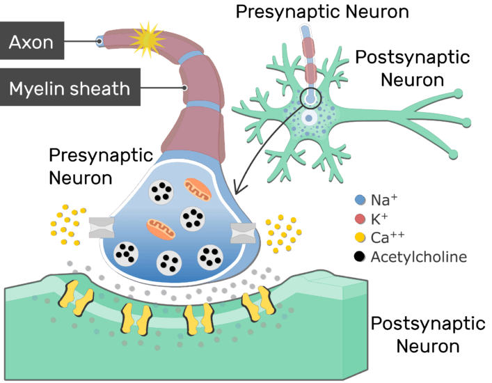 Neurotransmitter Release At Cholinergic Synapses | GetBodySmart