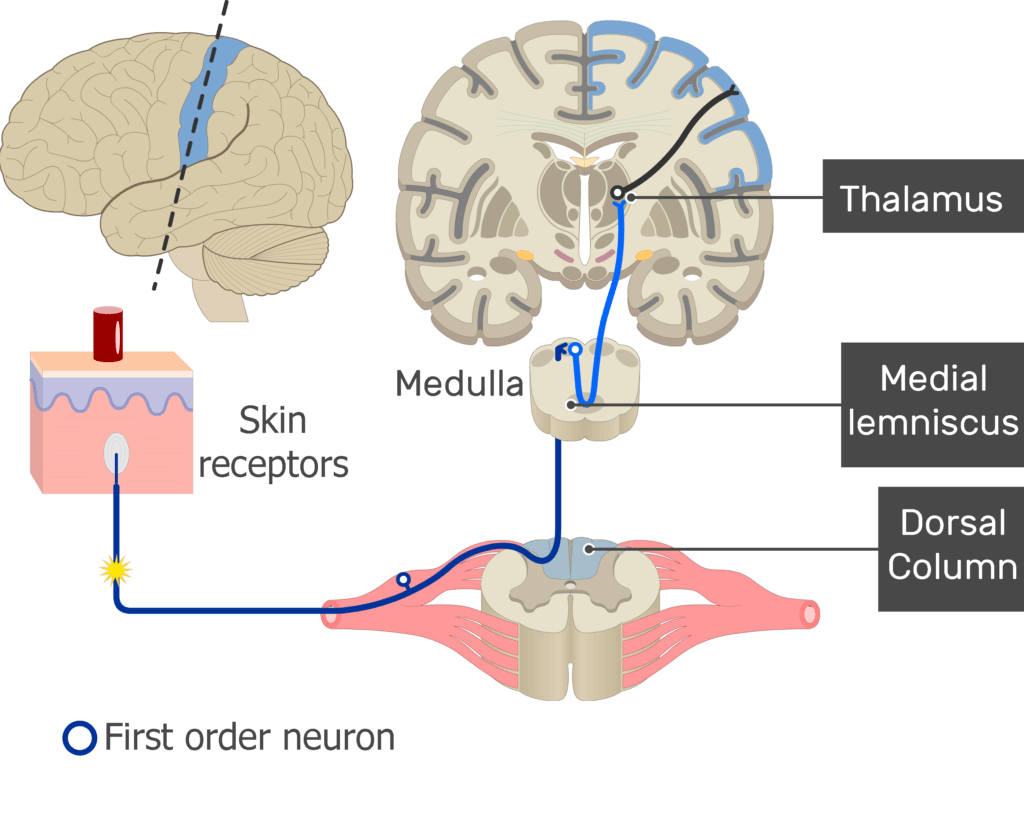 An image showing the action potential moving through the first sensory neuron, from the receptor to the spinal cord, part of the touch pathway
