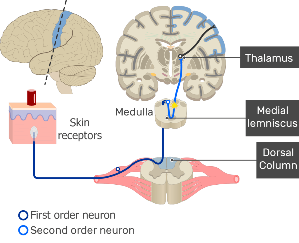An image showing the action potential moving through the second sensory neuron, from the spinal cord to the thalamus passing through medial lemniscus of the medulla, part of the touch pathway