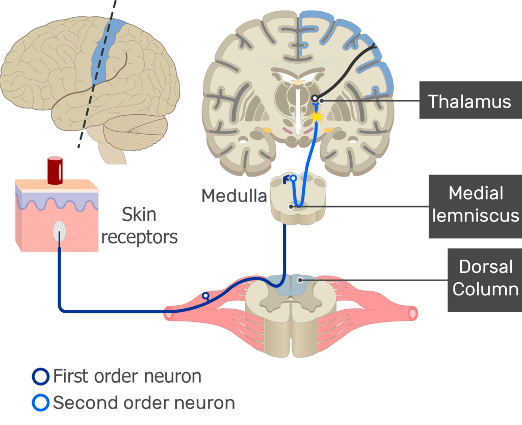 An image showing the action potential moving through the second sensory neuron, from the spinal cord to the thalamus passing through medial lemniscus of the medulla, part of the touch pathway