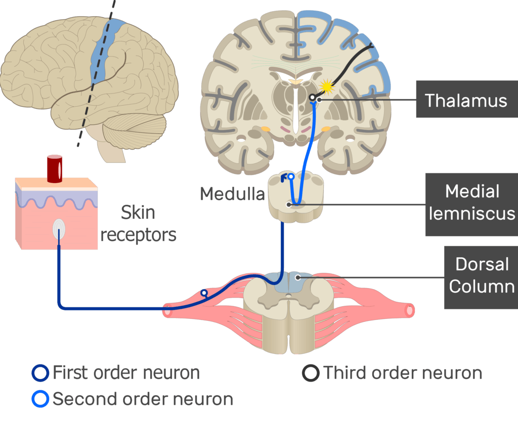 An image showing the action potential moving through the third sensory neuron, from the thalamus to the cerebral cortex, part of the touch pathway