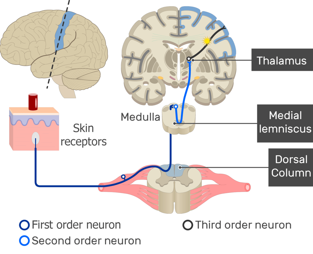 An image showing the action potential moving through the third sensory neuron, from the thalamus to the cerebral cortex, part of the touch pathway