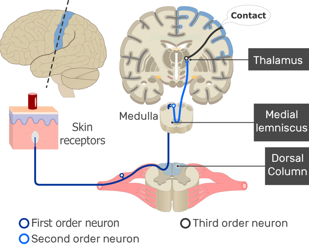An image showing the action potential moving through the third sensory neuron, from the thalamus to the cerebral cortex, part of the touch pathway