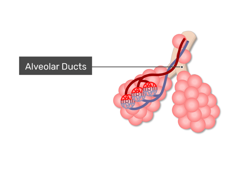 Lung alveoli anatomy and labeled diagram GetBodySmart