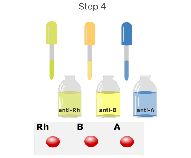 How Blood Type is Determined GetBodySmart