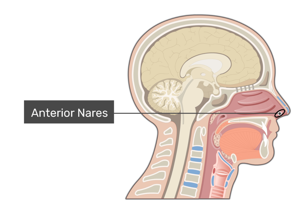 Internal anatomy of the nose online