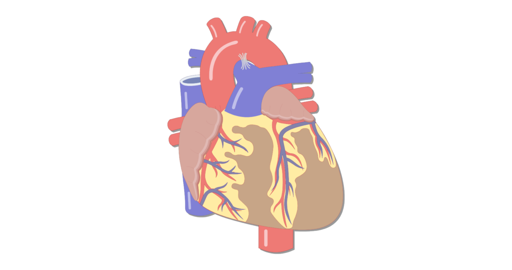 Anterior view of the coronary veins of the heart.