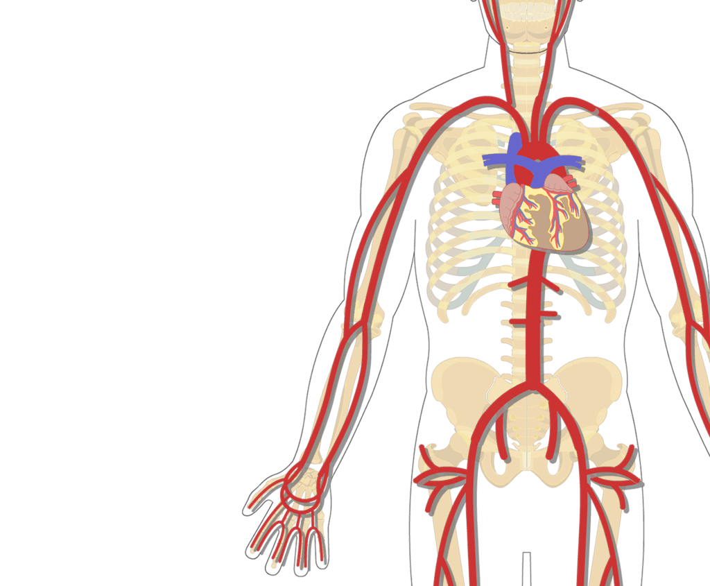 Артериальная система анатомия. Крупные вены и артерии. Расположение вен и артерий. Артерии в организме человека.