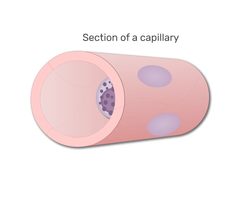 A basophil in a section of capillary animation slide 1