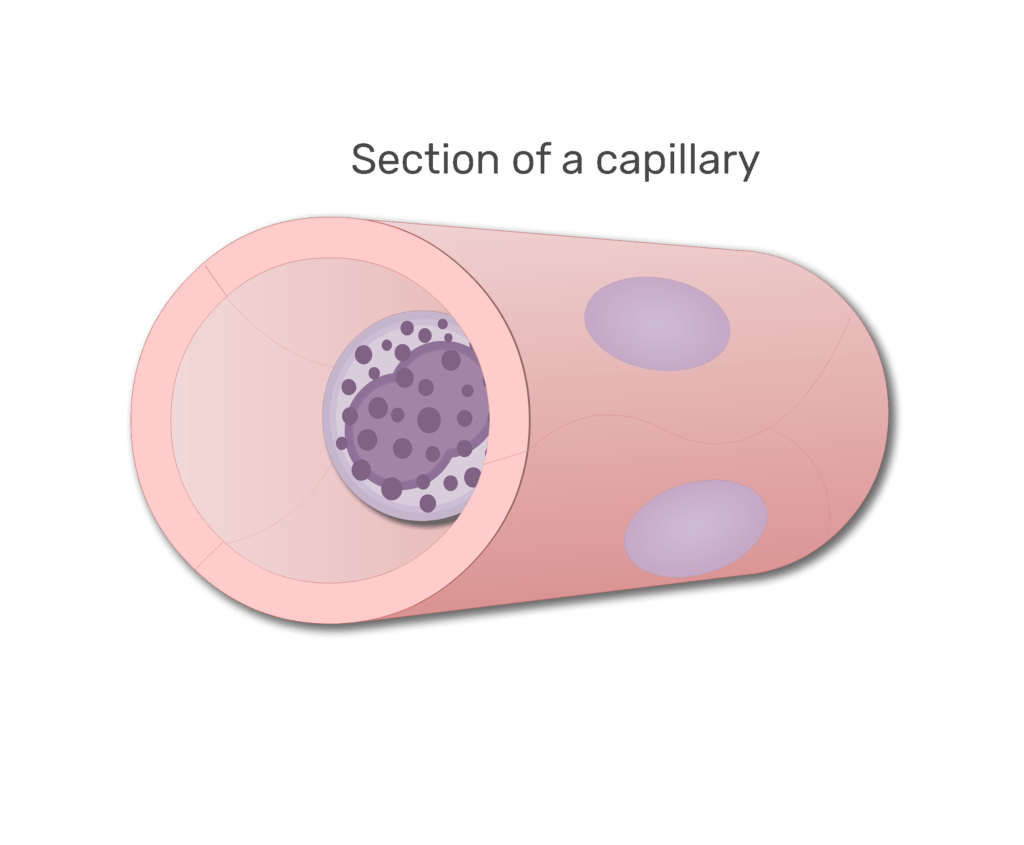 A basophil in a section of capillary animation slide 3