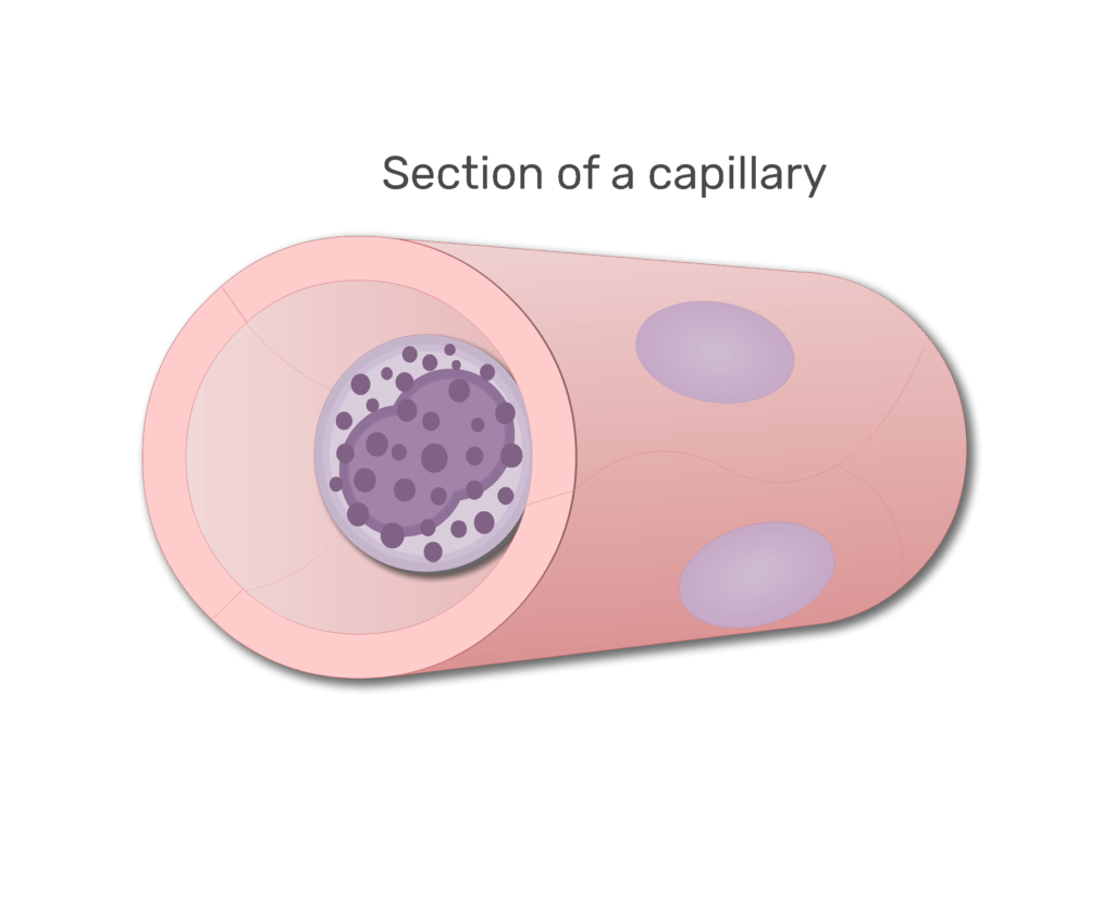 A basophil in a section of capillary animation slide 4