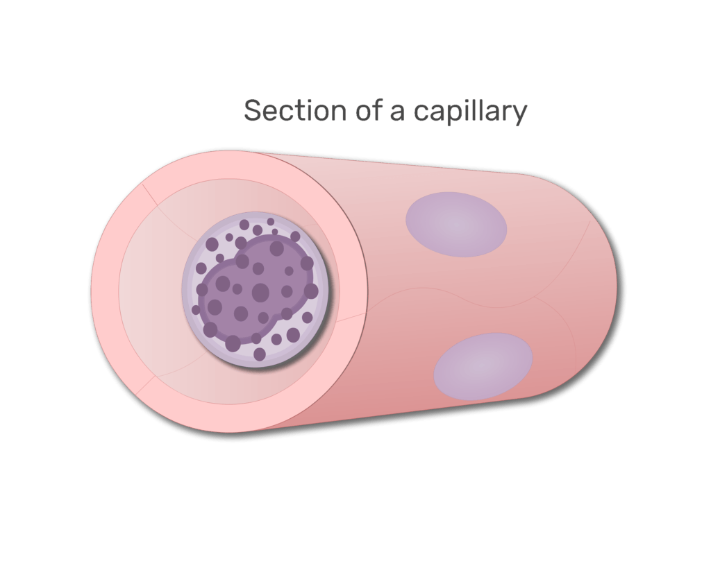 A basophil in a section of capillary animation slide 5