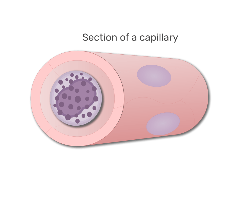 A basophil in a section of capillary animation slide 6