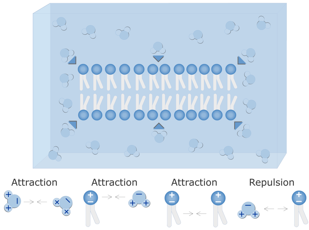An image showing bilayer phospholipids formation (hydrophilic heads and hydrophobic tails)