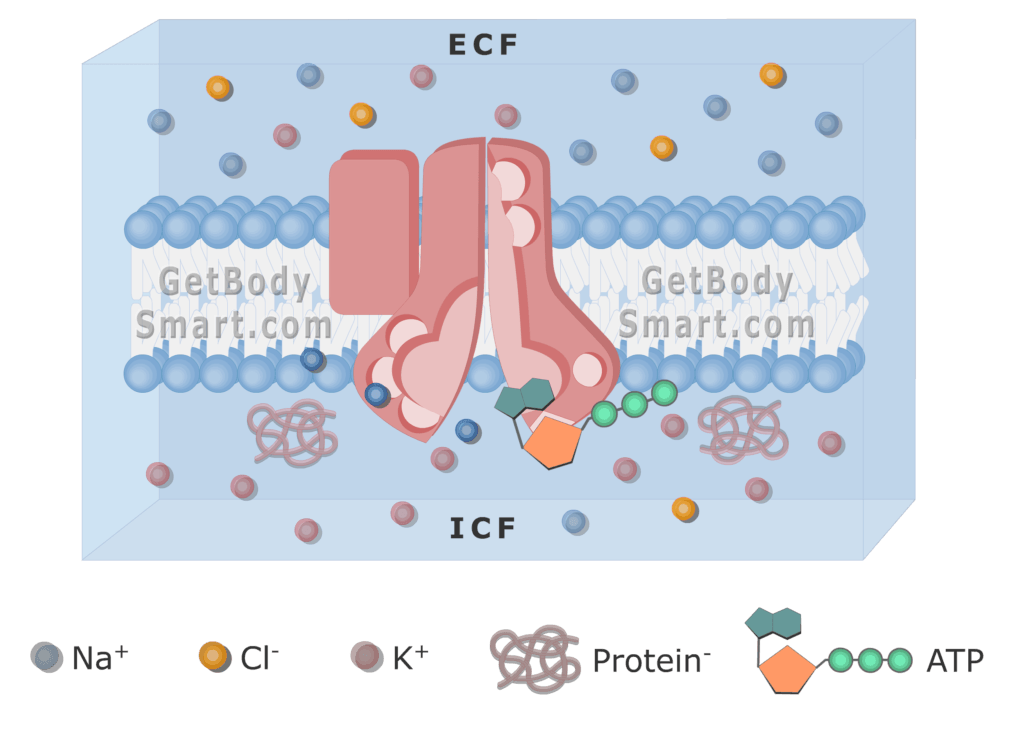 An image of cell membrane showing 3 Na ions binding to the pump (ATPase) process
