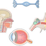 Bipolar neurons that have two cytoplasmic extensions are located for example in nasal cavity, inner ear, retina
