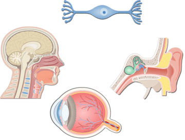 Bipolar Neurons - Featured