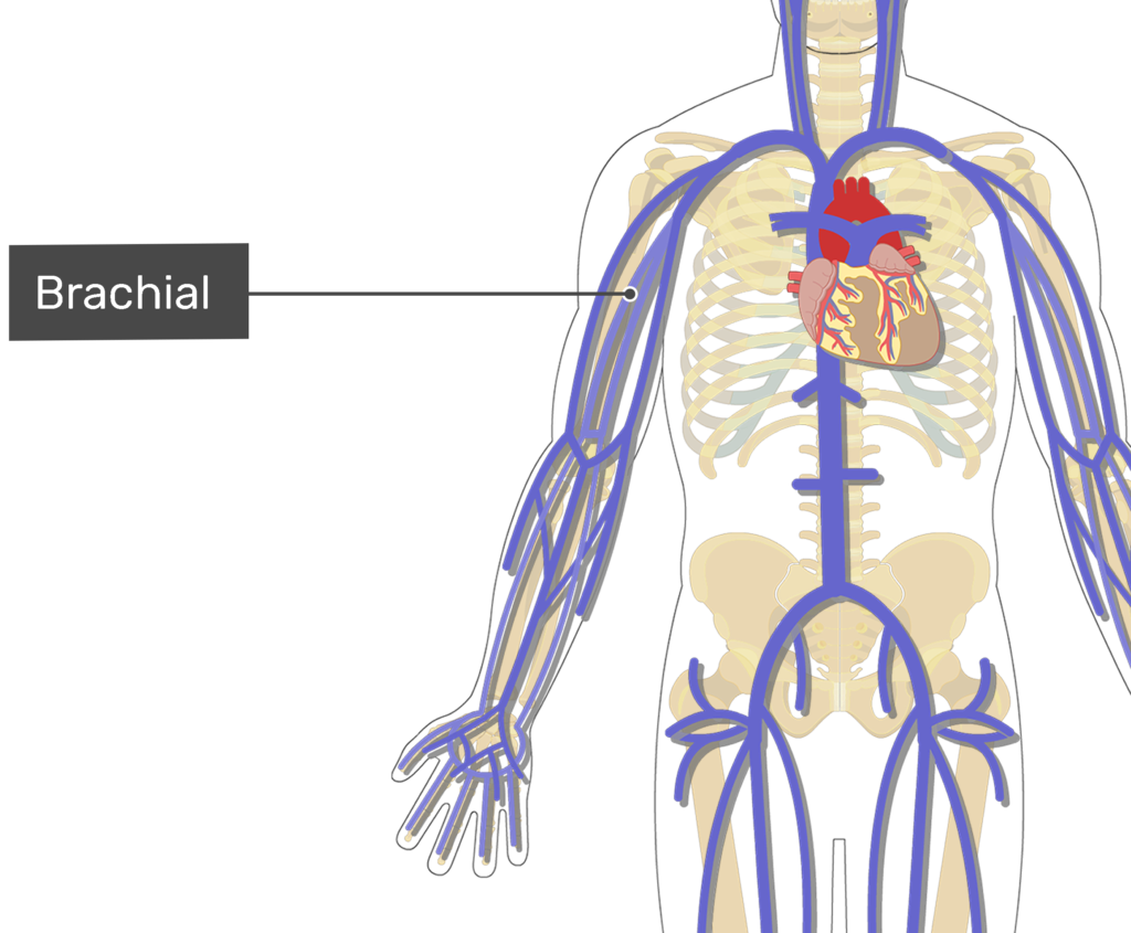 Labelled image of the brachial vein.