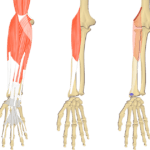 Feature image showing three images of the forearm bony elements and muscles. The image on the left shows all muscles of the forearm, the middle image shows isolated Brachioradialis muscle, and the image on the right illustrates its attachments.
