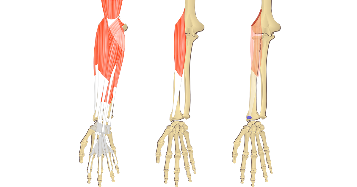 pronator teres attachments action