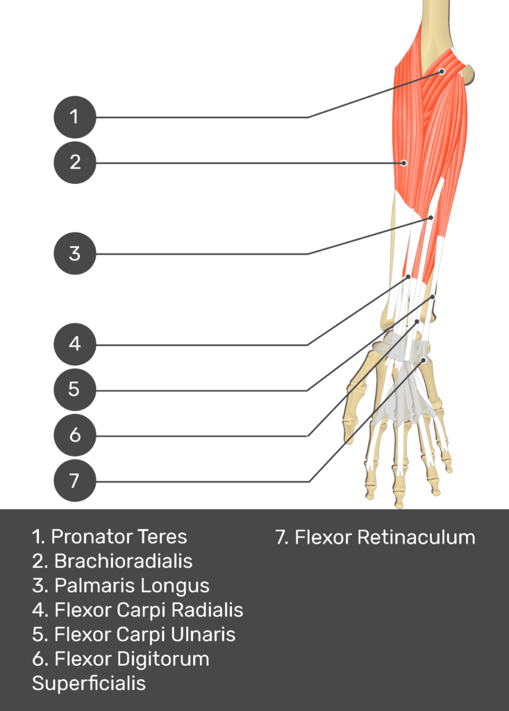 A test yourself image of the anterior view of the forearm showing the bony elements and the deeper muscles. The visible structures of the forearm are numbered 1-7. The answers in the box below are as follows 1. Pronator Teres 2. Brachioradialis 3. Palmaris Longus 4. Flexor Carpi Radialis 5. Flexor Carpi Ulnaris 6. Flexor Digitorum Superficialis 7. Flexor Retinaculum.