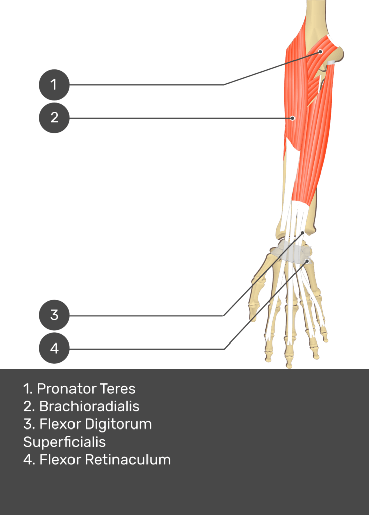 A test yourself image of the anterior view of the forearm showing the bony elements and the deeper muscles. The visible structures of the forearm are numbered 1-4. The answers in the box below are as follows 1. Pronator Teres 2. Brachioradialis 3. Flexor Digitorum Superficialis 4. Flexor Retinaculum.