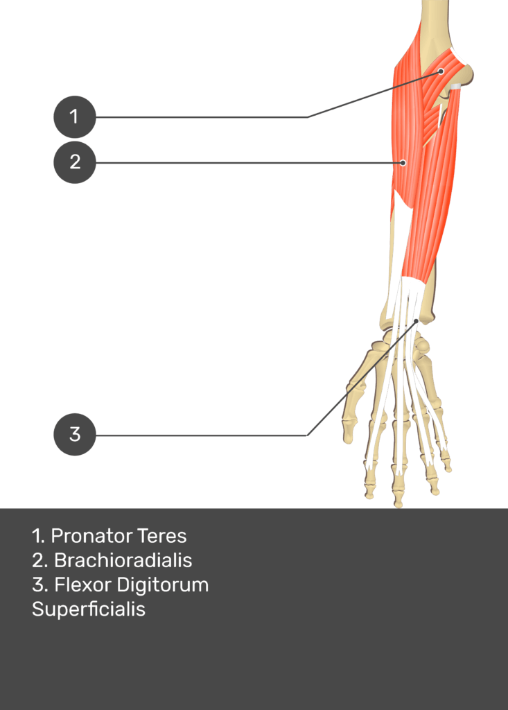 A test yourself image of the anterior view of the forearm showing the bony elements and the deeper muscles. The visible structures of the forearm are numbered 1-3. The answers in the box below are as follows 1. Pronator Teres 2. Brachioradialis 3. Flexor Digitorum Superficialis.
