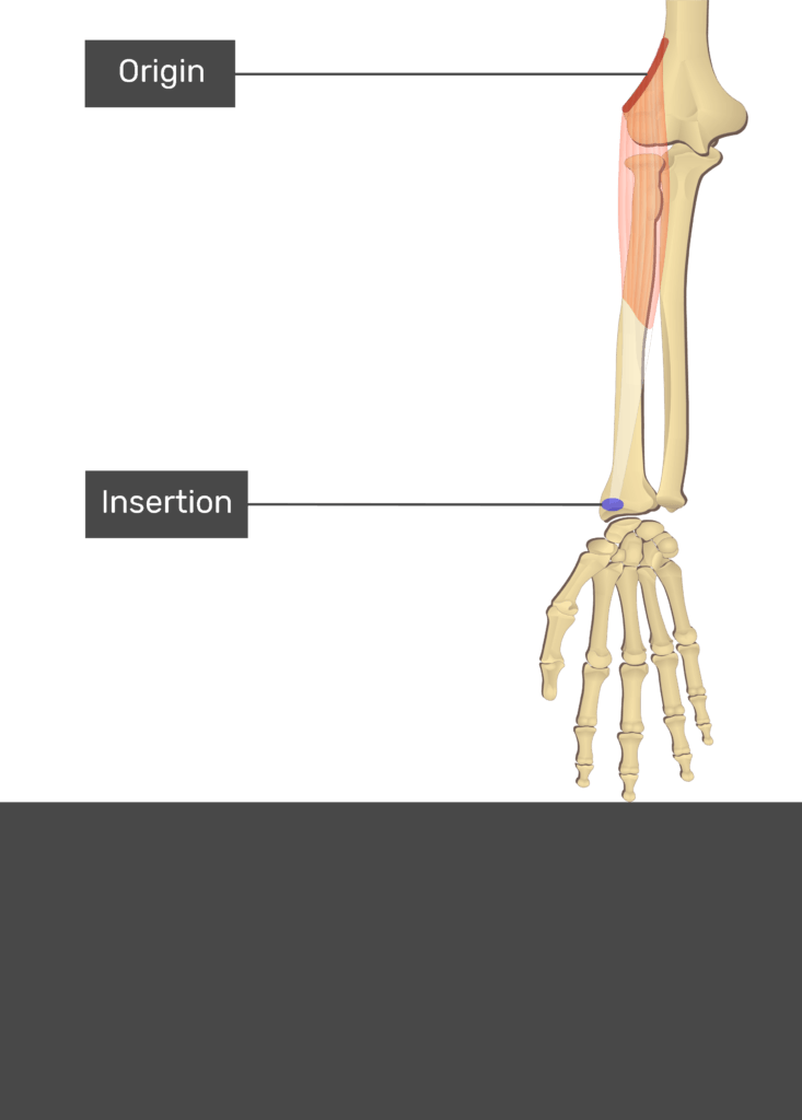 A test yourself image of the anterior view of the forearm showing the bony elements and the attachment of Brachioradialis. Origin at the lateral supracondylar ridge of humerus is marked by a red line and the insertion at the styloid process of the radius is marked by a blue oval. Transparent Brachioradialis muscle connects the two attachment sites.