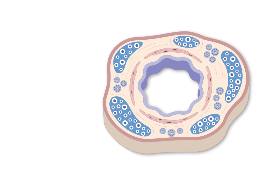 The bronchiole in cross section view