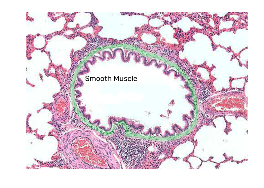 secondary bronchus histology