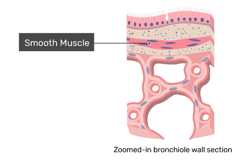 Bronchiole Wall Anatomy