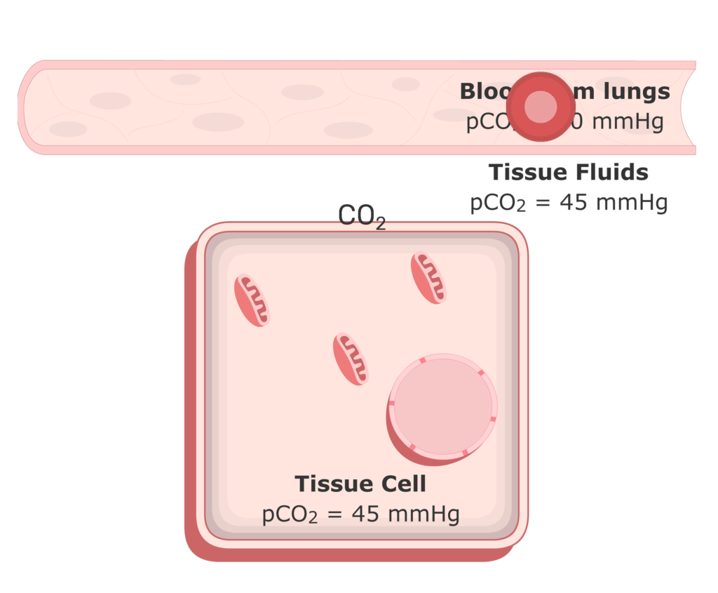 CO2 moving into the plasma from the tissue fluids animation 3
