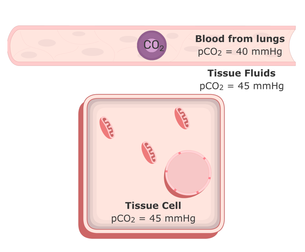 CO2 moving into the plasma from the tissue fluids animation 5