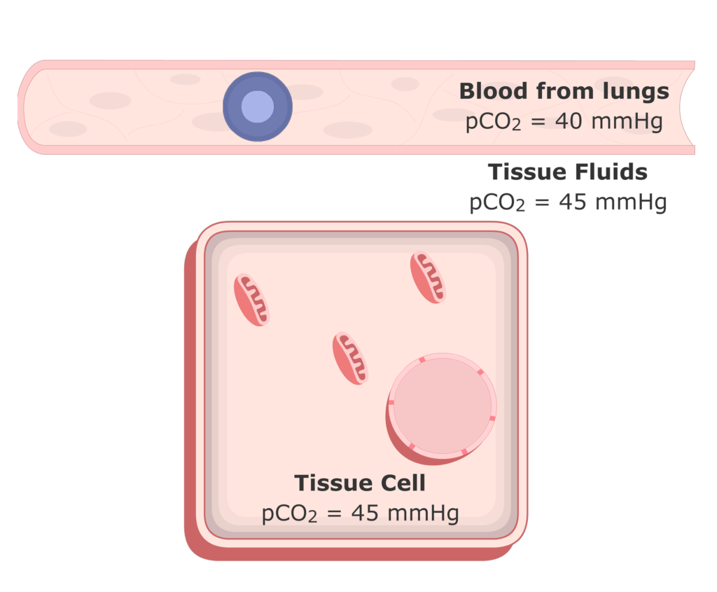 CO2 moving into the plasma from the tissue fluids animation 6