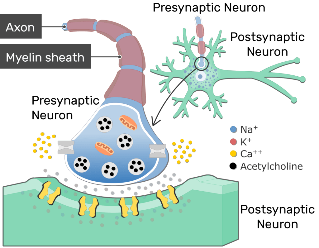 neurotransmitter-release-at-cholinergic-synapses-getbodysmart