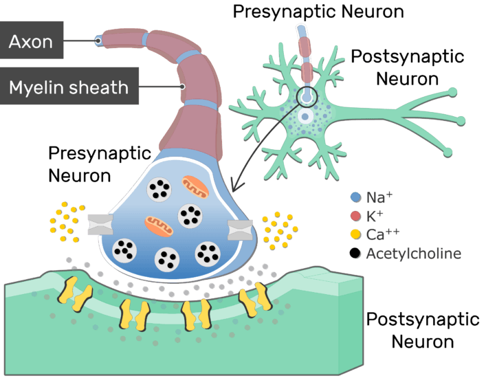Neurotransmitter Release At Cholinergic Synapses | GetBodySmart