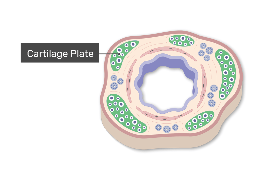 The Cartilage Plate