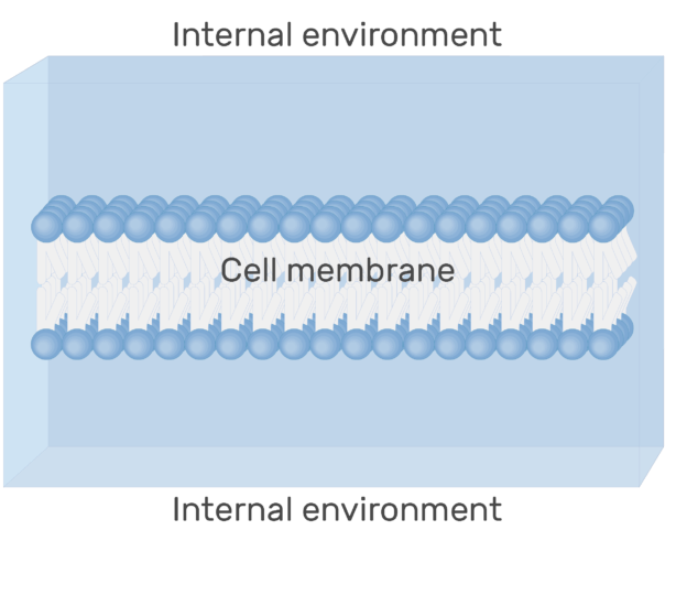 Ions Cations and Anions GetBodySmart