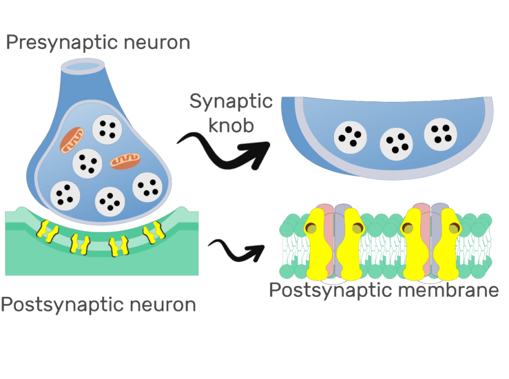 Chemical Synapse - Basic Structure | GetBodySmart