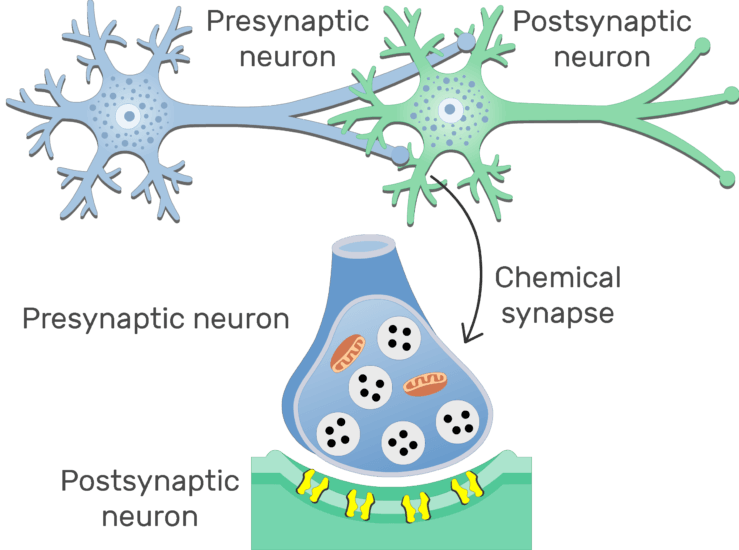 Chemical Synapse - Basic Structure | GetBodySmart
