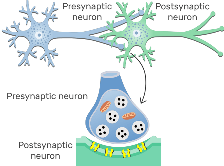 Chemical Synapse - Basic Structure