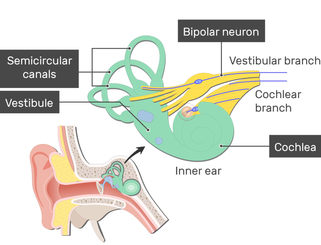 An image showing the action potential passing through the Cochlear branch of the inner ear after stimulation (vestibular branch, cochlear branch, cochlea, semicircular canals and vestibule are labeled)