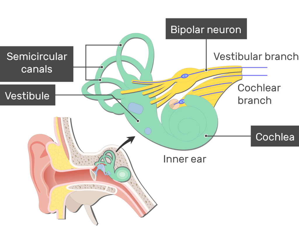 An image showing the action potential passing through the Cochlear branch of the inner ear after stimulation (vestibular branch, cochlear branch, cochlea, semicircular canals and vestibule are labeled)