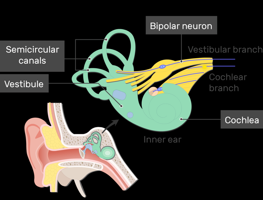 An image showing the action potential passing through the Cochlear branch of the inner ear after stimulation (vestibular branch, cochlear branch, cochlea, semicircular canals and vestibule are labeled)
