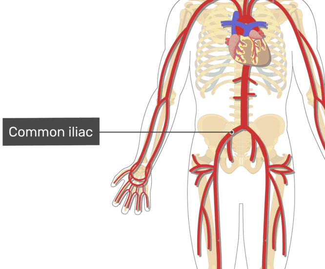 External Iliac Artery Anatomy