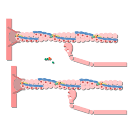 Muscle contraction of a sarcomere.